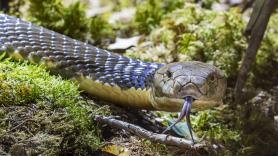 Lo que empieza como un favor amistoso acaba con su cara mordida por una serpiente de cascabel muy venenosa