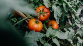 Un utensilio muy arraigado en la cultura española hará que tus tomates maduren mucho más rápido