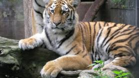 Un zoo de Dinamarca pide mascotas sanas no deseadas para alimentar a sus animales salvajes: "Así nada se desperdicia"