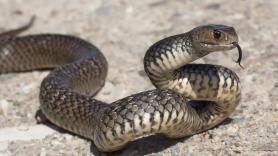 El viaje de una serpiente furtiva acaba con un coche totalmente desmantelado y un olor repugnante en su interior
