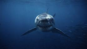 Cunde el pánico en el océano tras avistar al guerrero más imponente de las aguas jamás registrado