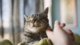 La Policía Nacional pide extremar la precaución ante la proliferación de la 'estafa del gato'