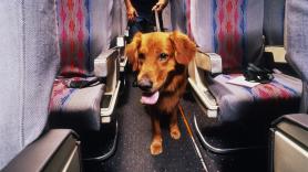 Una azafata explica en pleno verano por qué un animal grande puede ir en la cabina del avión