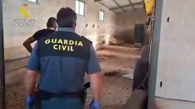 Un hombre deja morir de hambre y sed a 32 perros en una finca de Badajoz