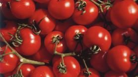 Un ingeniero agrónomo detalla las claves por los que los tomates ya no te saben igual de sabrosos que años atrás