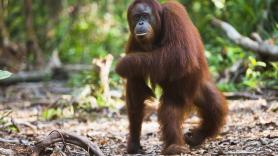 Un orangután fue llevado a juicio tras ser arrestado por matar a su dueño: su caso abrió debate entre escritores