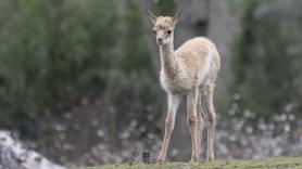Un nuevo estudio apunta que los excrementos de los animales pueden acelerar 100 años la regeneración de los suelos áridos