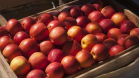 Muere un temporero mientras recogía fruta en Alcarràs (Lleida) en plena ola de calor