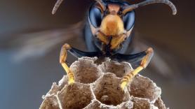 Las avispas más temidas anidan en su casa, saca el spray y la reacción de los insectos le hace llamar al experto