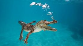 Nadie sabía cómo los cocodrilos van de isla en isla pese a ser malos nadadores hasta que los vieron surfear