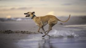 Un hombre invierte 400 euros en pruebas para descubrir que su perro cojeaba por imitación