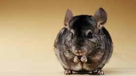 Los baños de polvo son ideales para la higiene de tu chinchilla: el agua, con mucha precaución