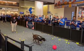 Se jubila el primer perro detector de explosivos de la TSA del aeropuerto internacional Mitchell