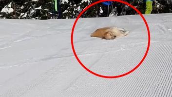 Un Golden Retriever se lanza por una pista de esquí y su cara de satisfacción lo dice todo: "Su sonrisa es contagiosa"