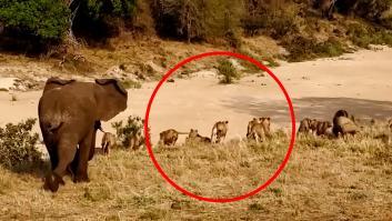 Un elefante se enfrenta solo a una manada de leones: "Es el verdadero rey de la sabana"