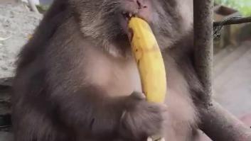 Un mono se come un plátano de la forma más tierna posible: "Es adorable"