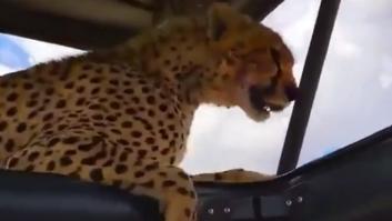 Lo que hace una gueparda preñada deja sin palabras a un grupo de visitantes