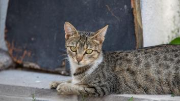 La limitación para adoptar un gato en la calle con la nueva ley animal