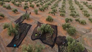 Dos países amenazan el trono del aceite de oliva