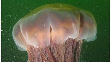 Esta es la medusa más grade del mundo y las escasas costas que ha decidido visitar