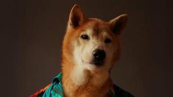 Le llamaban Bodhi: muere el perro que conquistó los armarios masculinos desde Instagram