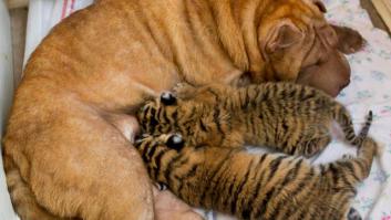 Amor entre especies: una perra cría a dos cachorros de tigre