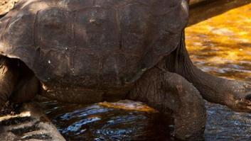 'Solitario George', la última tortuga de su especie, muere en Galápagos