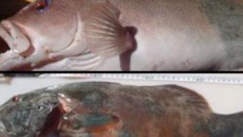 Detectan por primera vez cáncer de piel en peces salvajes en Australia