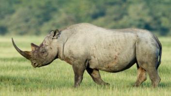 Rinocerontes en estado salvaje, en peligro de extinción por la caza (FOTOS)