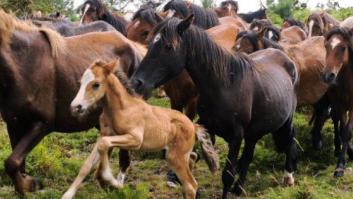 Unos 5.000 caballos van al matadero cada mes por la crisis