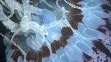 Medusas 2012: ellas también van este verano a las playas de la Costa del Sol
