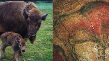 Nace un nuevo tataranieto de los bisontes de Altamira