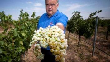 Moda del vino vintage: salvando a variedades de vid españolas en vías de extinción