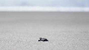 Liberación de tortugas golfinas en El Salvador: el primer baño en libertad (FOTOS)