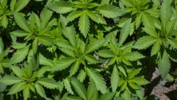 Colorado y Washington legalizan el consumo de marihuana