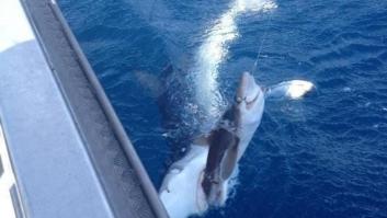 La foto de la lucha entre un pescador y un tiburón por una presa se hace viral (FOTO)