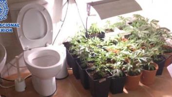 Desmantelan un invernadero con 1.000 plantas de marihuana en un piso en Madrid (VÍDEO)