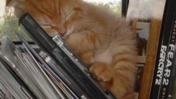 Los animales de la semana: gatos reinventando la siesta (FOTOS)
