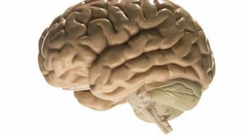 Funcionamiento del cerebro: así es su sistema de limpieza, según un estudio (VÍDEO)