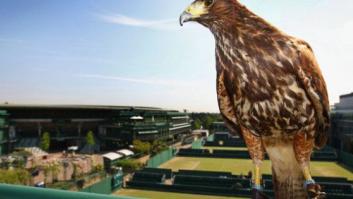Roban a Rufus the Harris, el halcón de Wimbledon encargado de espantar palomas
