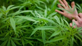 Uruguay planea legalizar la marihuana y controlar su producción