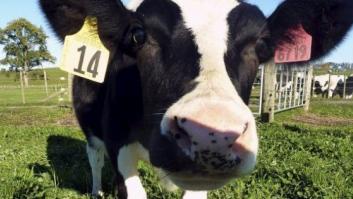 Científicos neozelandeses crean una vaca que produce leche a prueba de alergias
