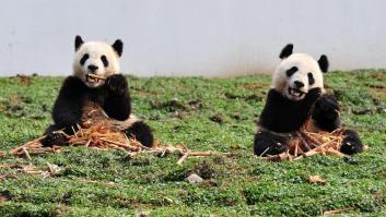 Vuelta a casa de osos panda: regreso cuatro años después de un terremoto (FOTOS, VÍDEO)