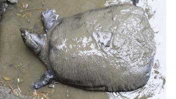 Muere la última hembra de tortuga gigante de caparazón blando del Yangtzé