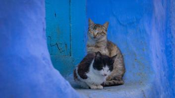 Muere en Bizkaia el hombre infectado de rabia por la mordedura de un gato en Marruecos