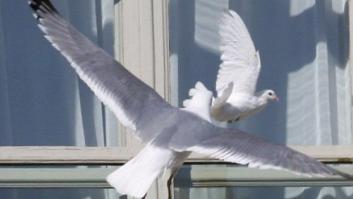 La paloma de la paz liberada por el papa, atacada por una gaviota