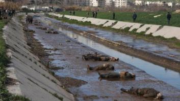 Hallados 80 cadáveres con disparos en la cabeza en un río de la ciudad siria de Alepo
