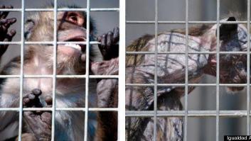 Igualdad Animal denuncia una granja de macacos con "condiciones penosas" en Tarragona