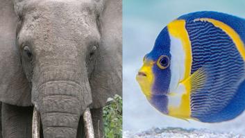 De peces y elefantes (cuestión de memoria)