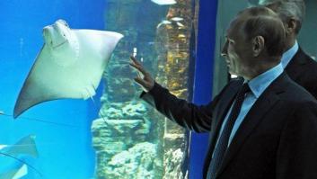 Putin estalla de risa después de que su ministro de Agricultura sugiriera exportar cerdo a Indonesia, un país musulmán